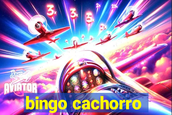 bingo cachorro