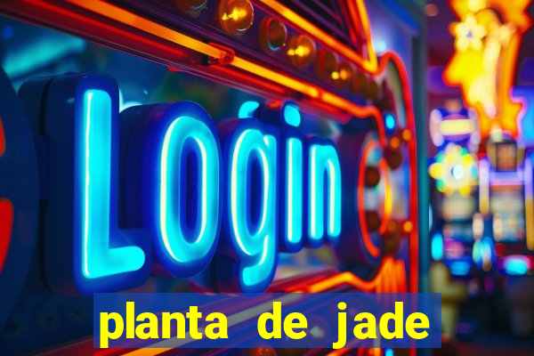 planta de jade significado espiritual